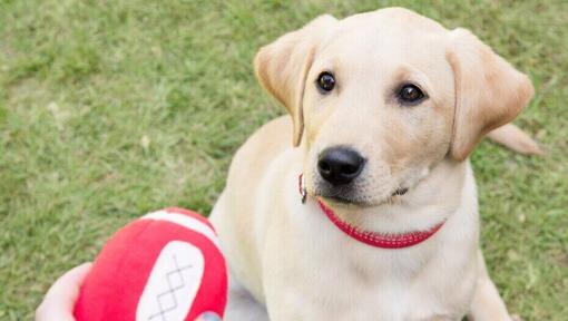 Garden Dog Toys Best Outdoor Toys For Dogs Purina